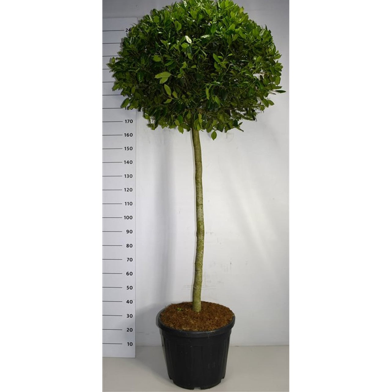 Järnek – Ilex 'Nellie R. Stevens' - C55 120-140 cm. Stam